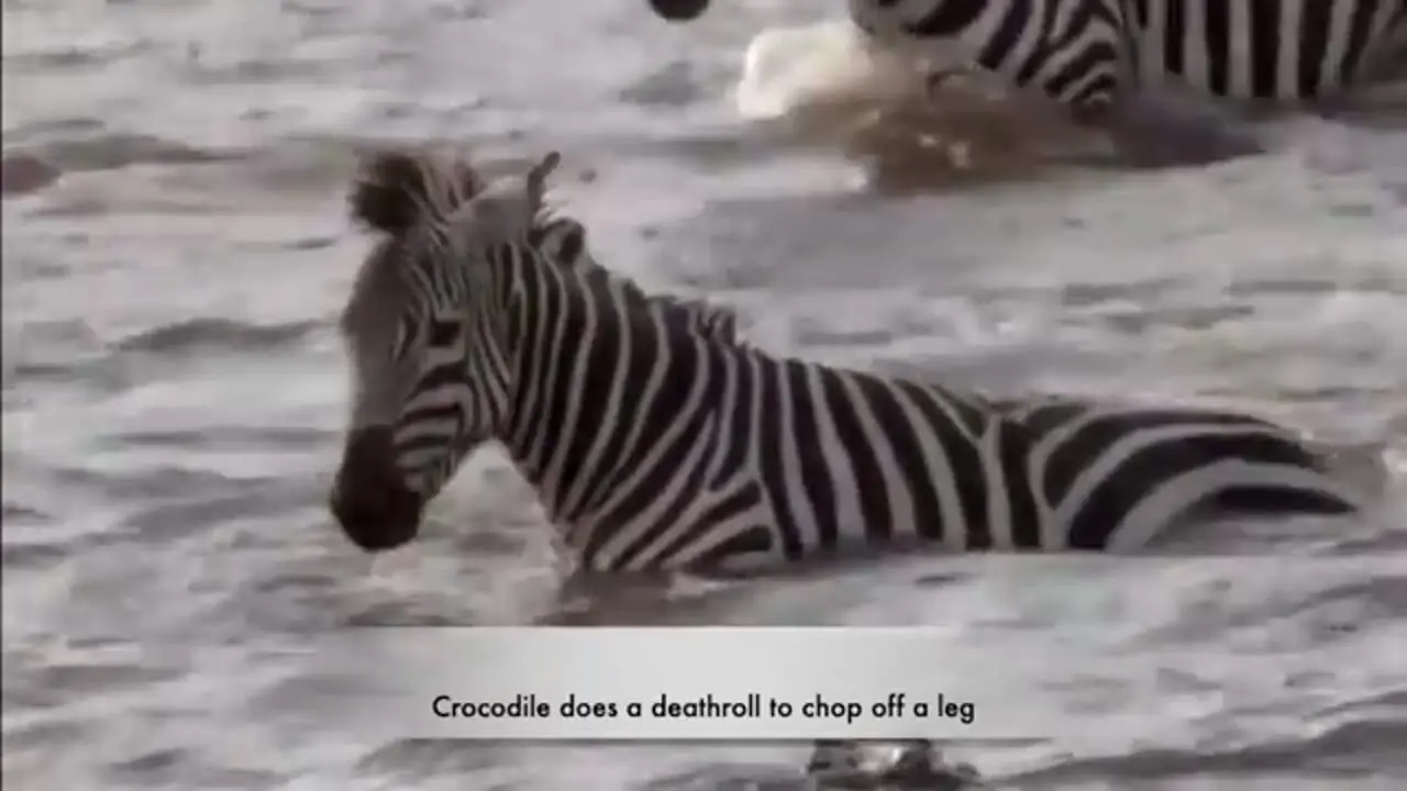 نبرد شجاعانه گورخر با کروکودیل در رودخانه؛ گورخر، تمساح را گاز گرفت!