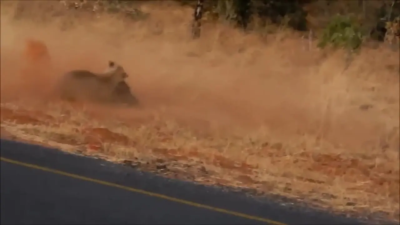 ببنیید| شکار بی دردسر یک گراز وحشی توسط شیر ماده