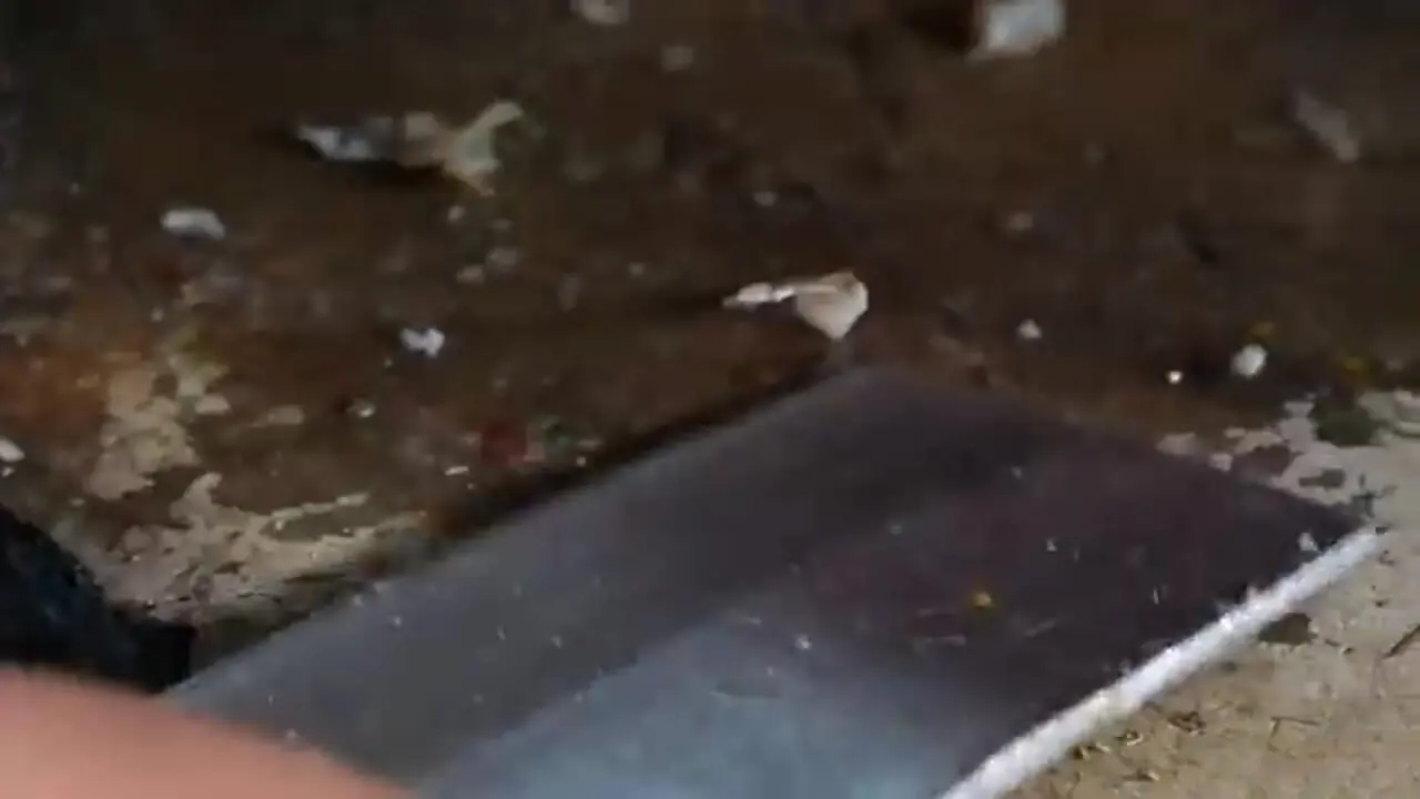 ببینید| غذای خیابانی در اندونزی؛ تهیه خوراک و ساشیمی با لابستر رنگین کمانی در جاکارتا