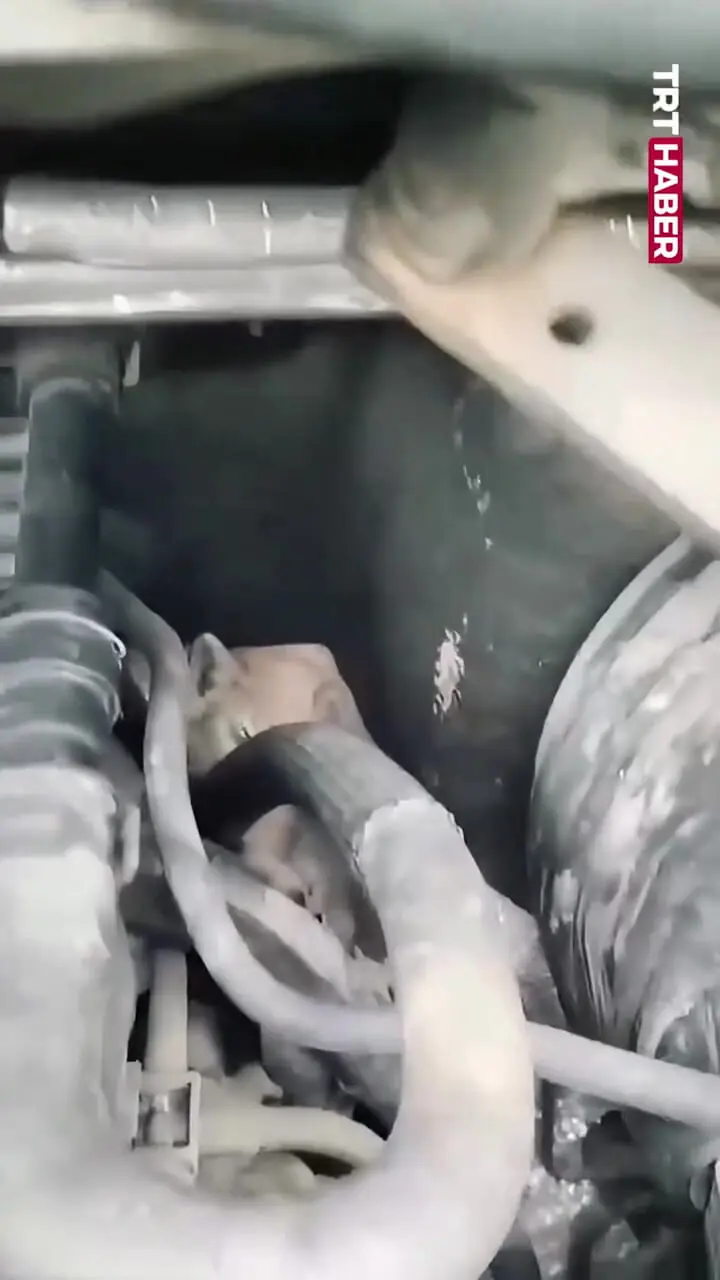 ببینید| کشف ۵ بچه‌گربه در موتور خودرو پس از طی ۱۴ کیلومتر