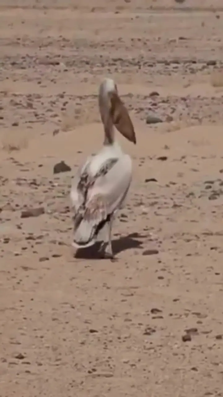 ببینید| قدم زدن دو پلیکان بر بستر خشک دریاچه ارومیه