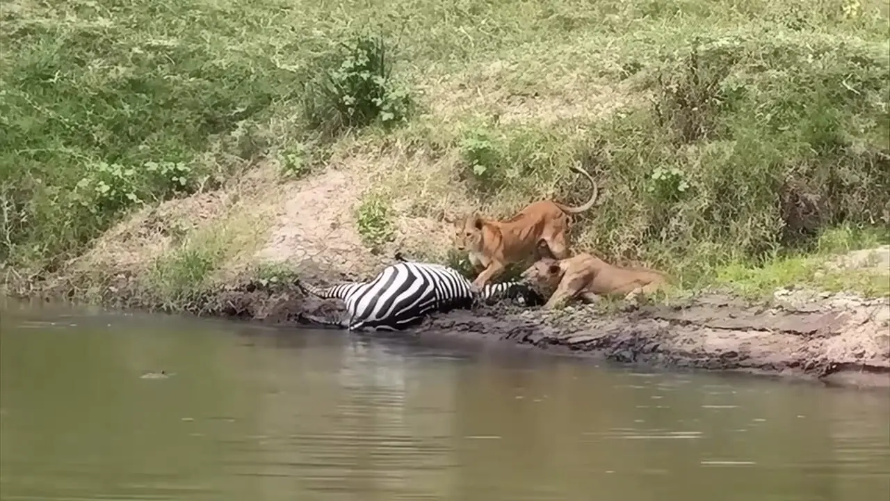 شیرها یک گورخر را از تمساح‌ها دزدید