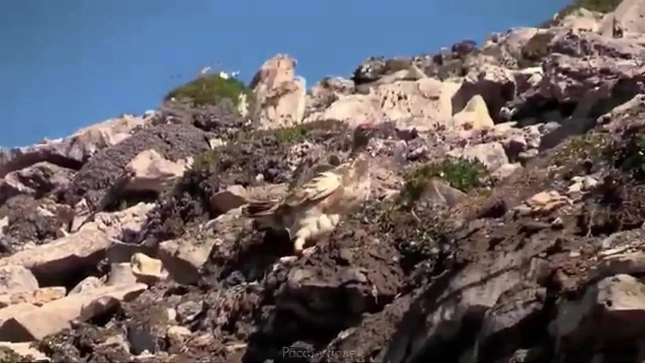 10 گونه از زیباترین و شگفت انگیزترین باقرقره های سراسر جهان