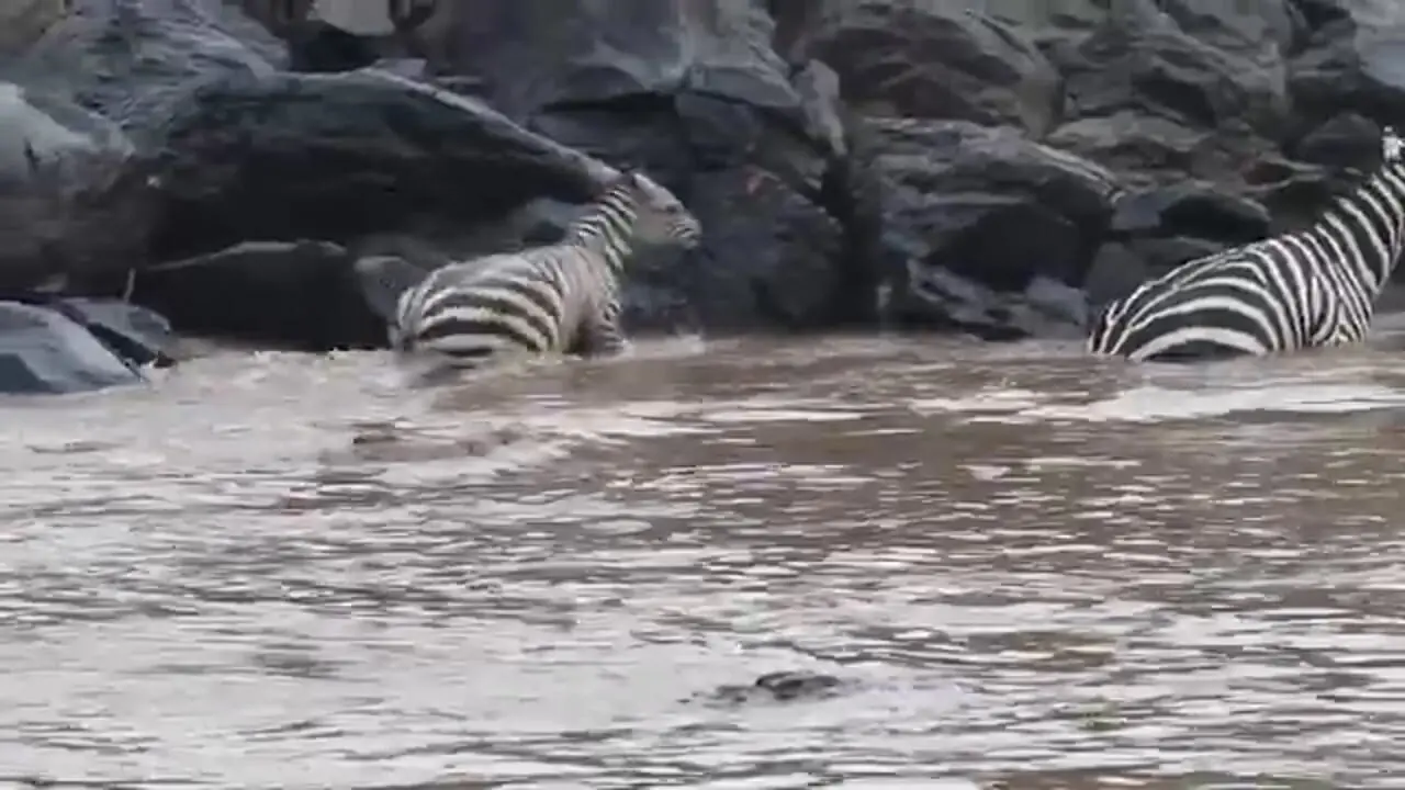 ببینید| فرار باورنکردنی «گورخر» از دست «تمساح» با کمک اسب آبی!