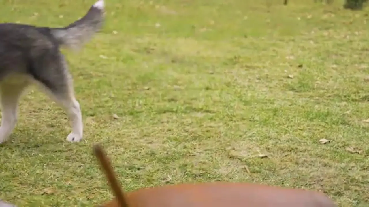 غذای روستایی در آذربایجان؛ تهیه کره محلی از شیر و پخت استیک در طبیعت