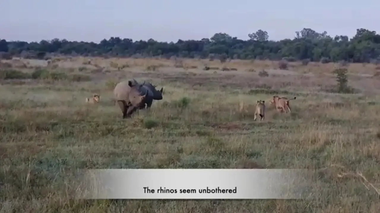تلاش عجیب یک گله شیر گرسنه برای شکار دو کرگدن غول پیکر!