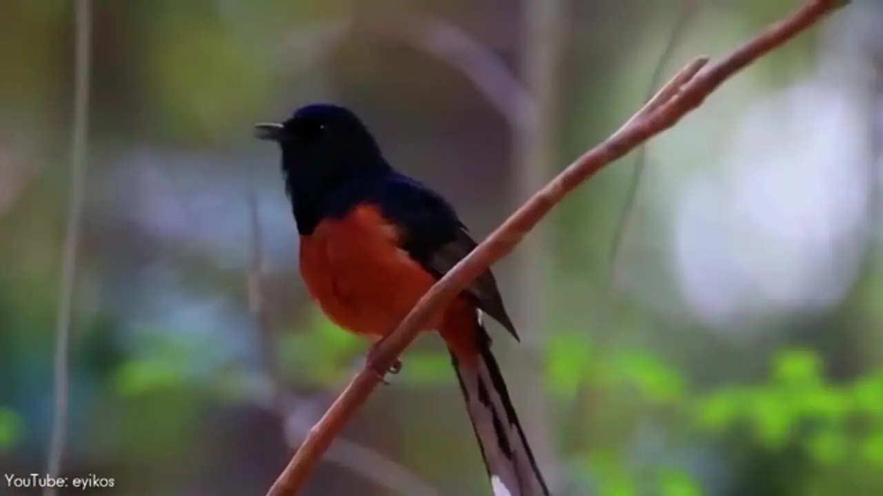 ببینید| 10 گونه از زیباترین و شگفت انگیزترین پرندگان مگس گیر در جهان