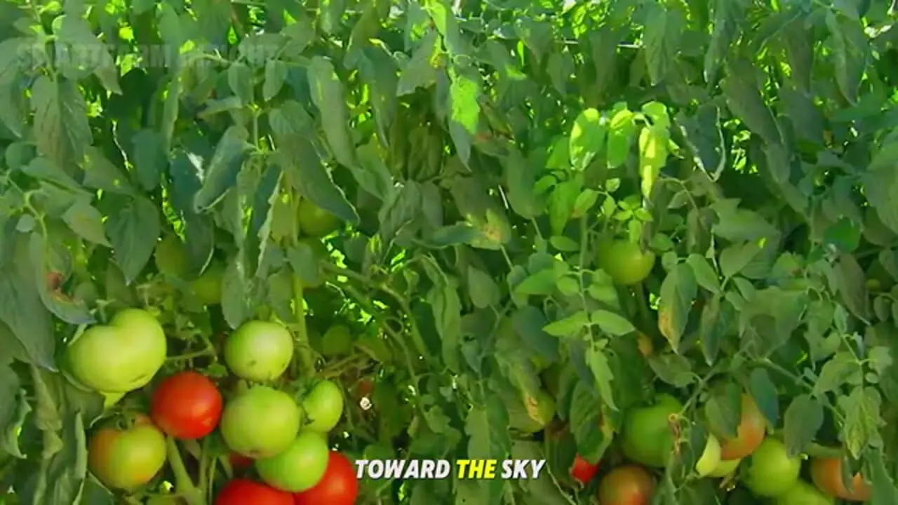 فرآیند کاشت و برداشت صدها تن خیار و تهیه خیارشور در چین