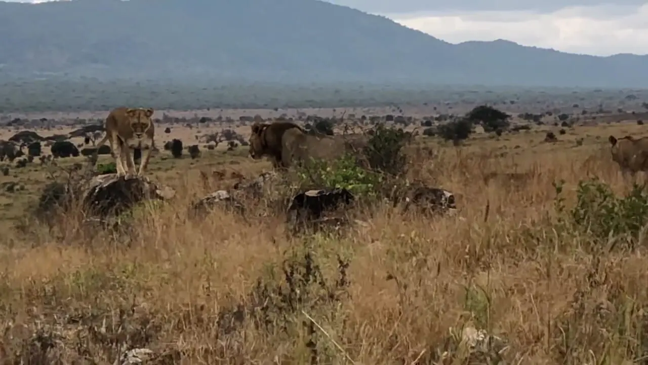 شکار راحت یک اسب آبی توسط شیر نر گرسنه