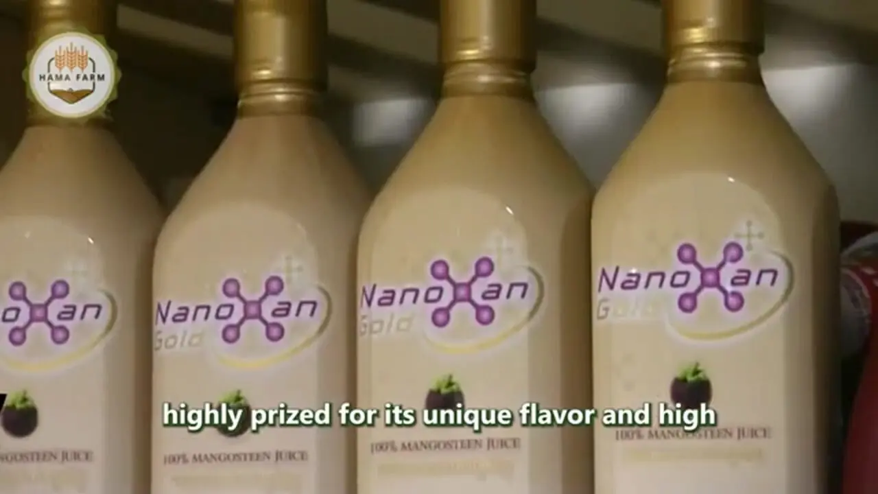 چگونه تایلندی ها صدها تن میوه منگوستین را برداشت و فرآوری می کنند؟