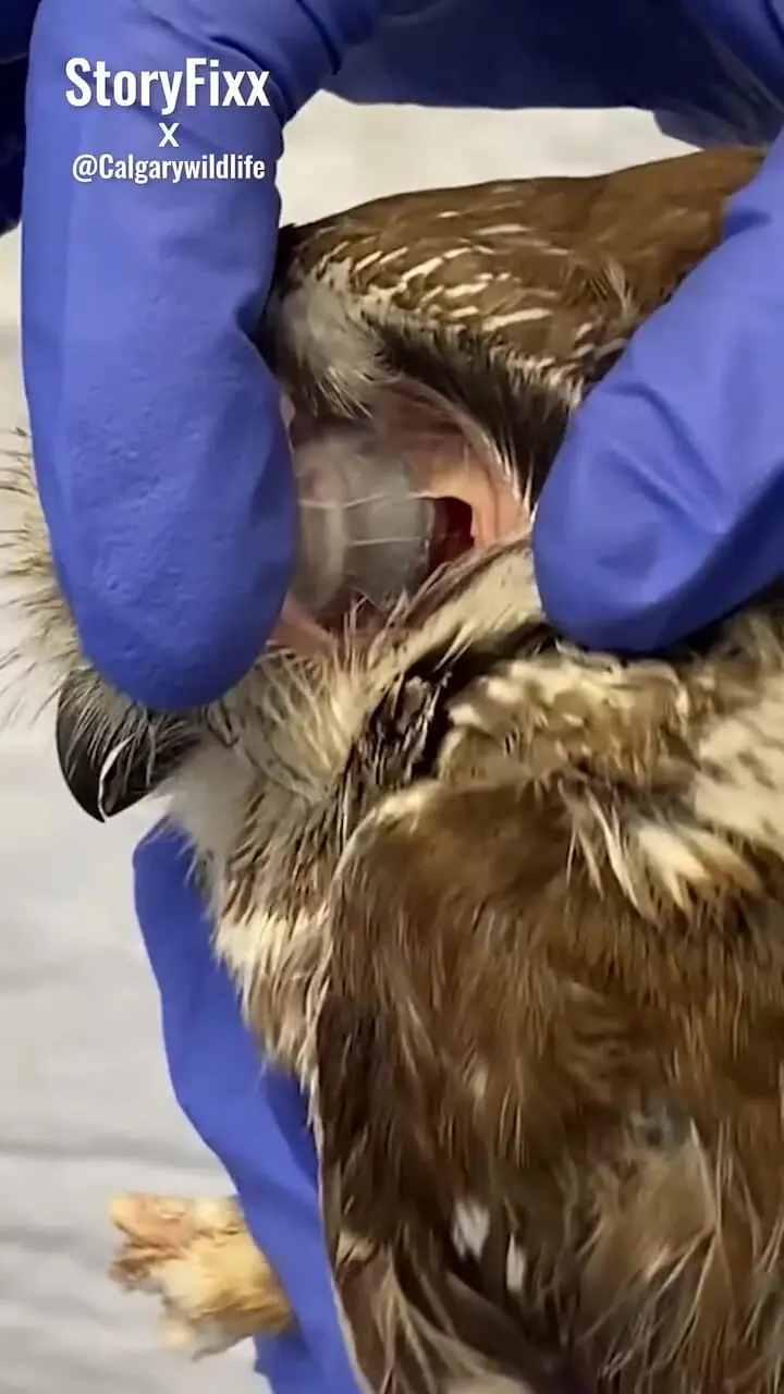 ببینید؛ عجیب اما واقعی: چشم برخی جغدها از داخل گوششان دیده میشود