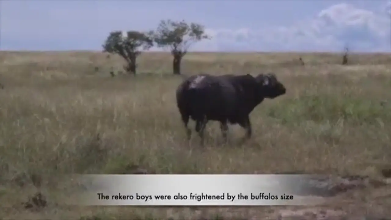 ترس عجیب شیر نر و بوفالو در مواجهه با یکدیگر!
