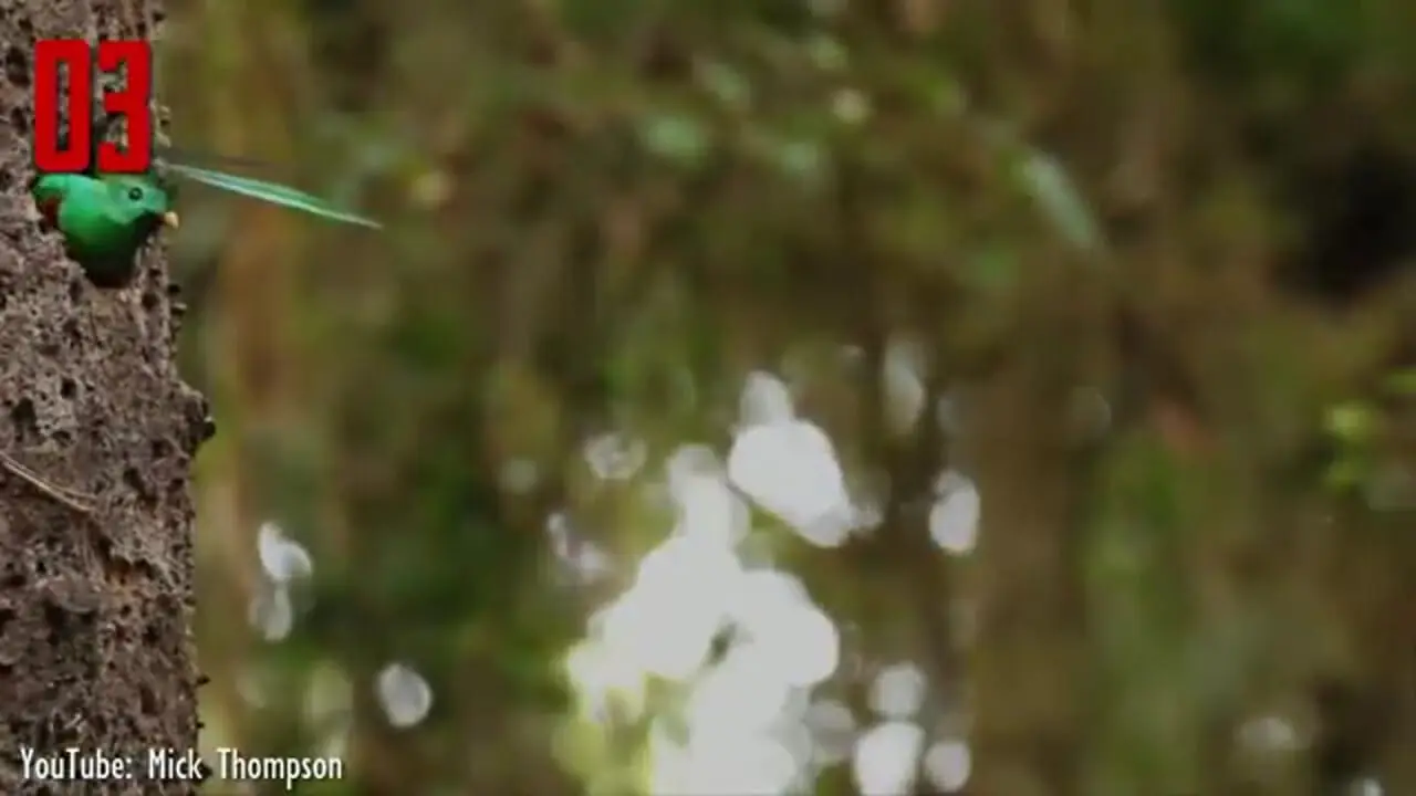 ببینید| 5 پرنده رنگارنگ و زیبا که باور نمی کنید واقعی باشند!