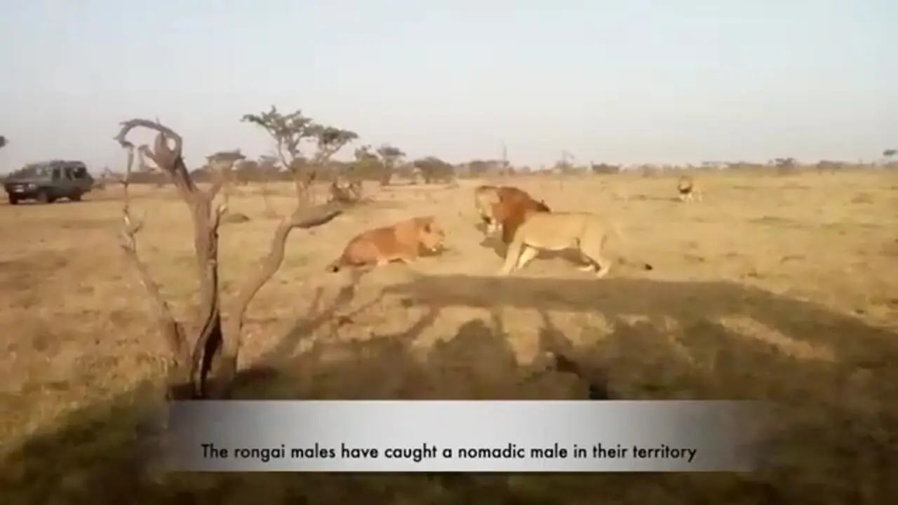 نبرد سهمگین شیرهای نر برای دستیابی به قلمرو یکدیگر