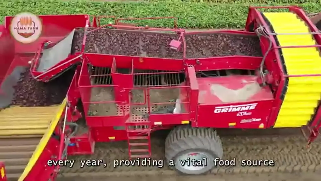 چگونه کشاورزان ژاپنی لوکس ترین گلابی جهان را پرورش می دهند؟