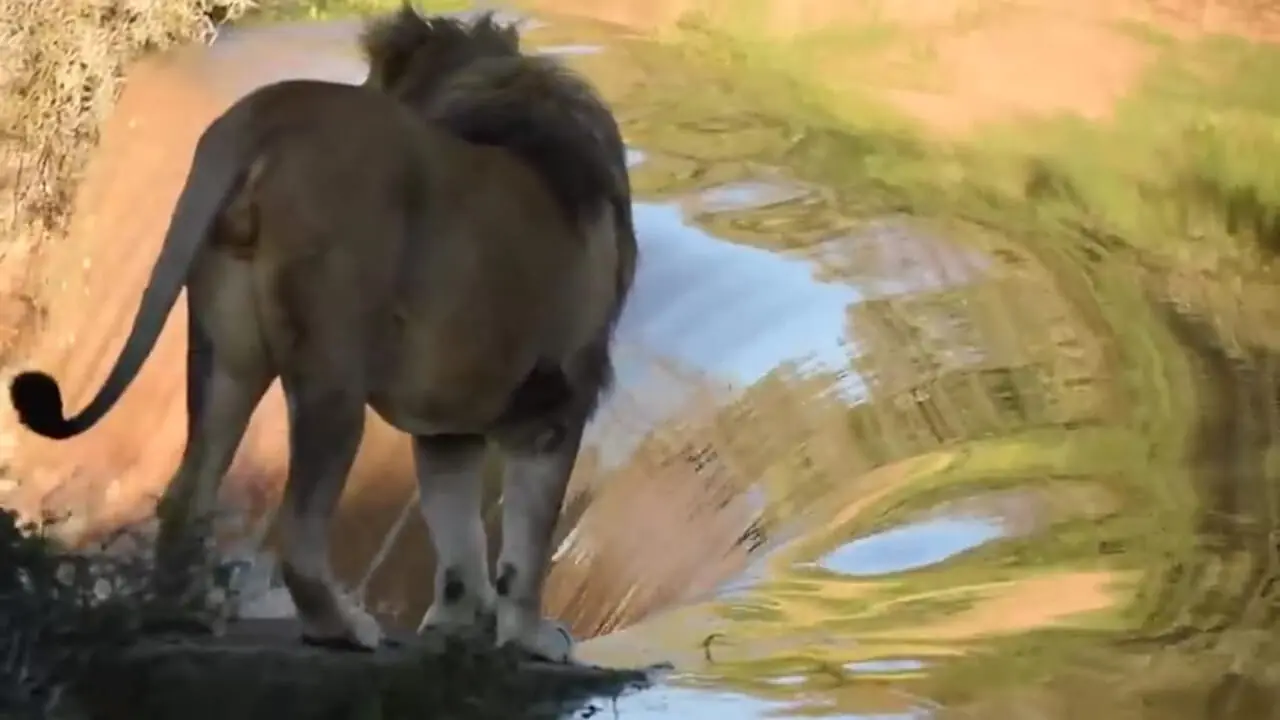 ببینید| سقوط شیر نر به داخل آبشار با اذیت و آزار گردشگران