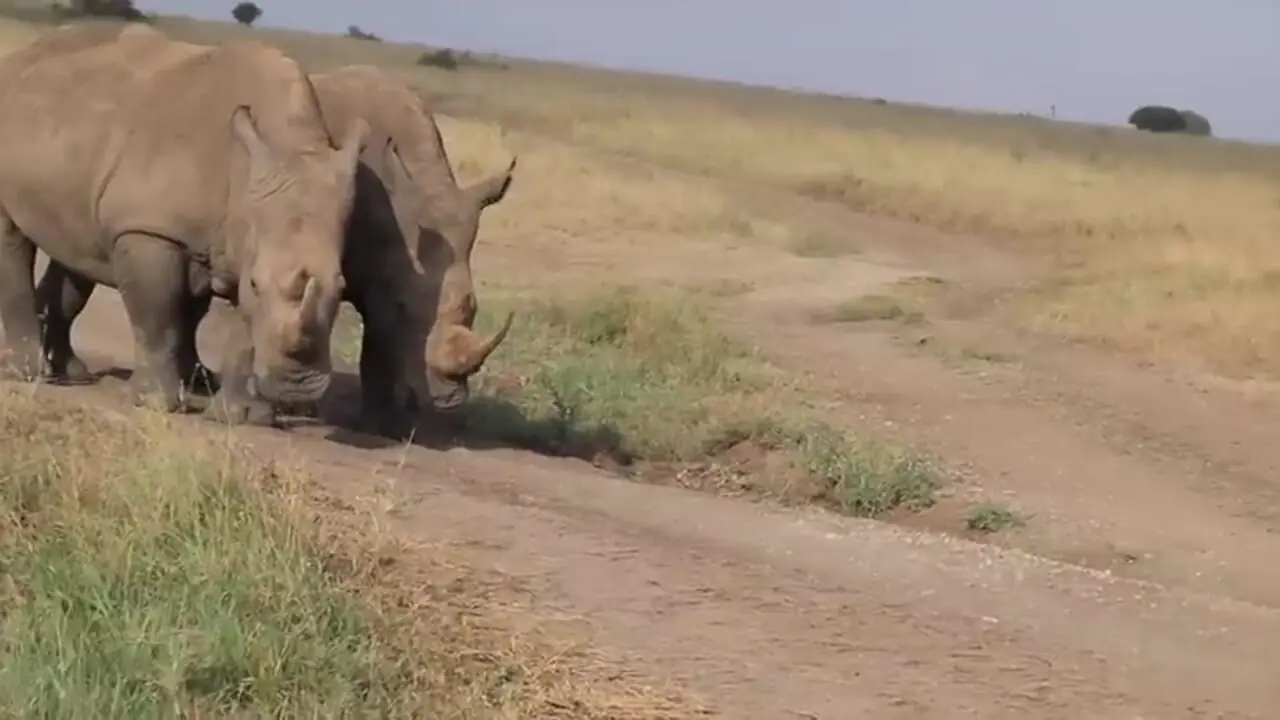 حمله شجاعانه یک شیر نر به 3 کرگدن عصبانی برای محافظت از جفت خود