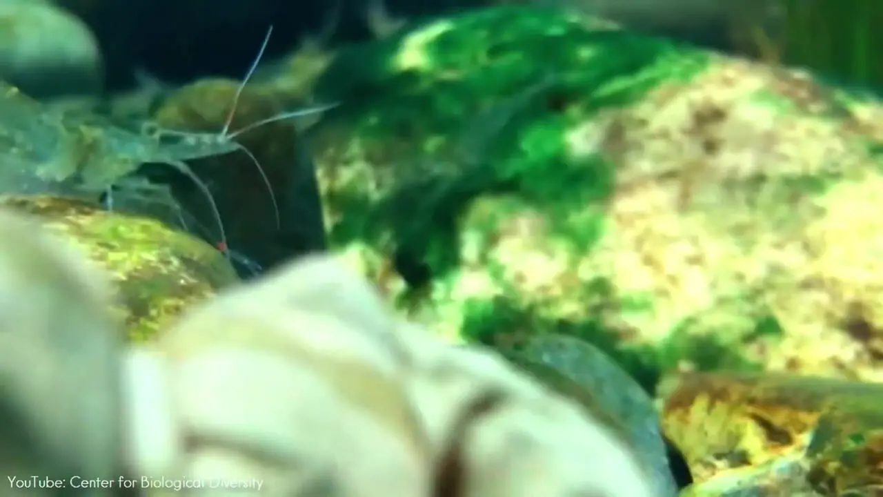 10 گونه از عجیب ترین قورباغه های سراسر جهان از میان 5000 گونه کشف شده