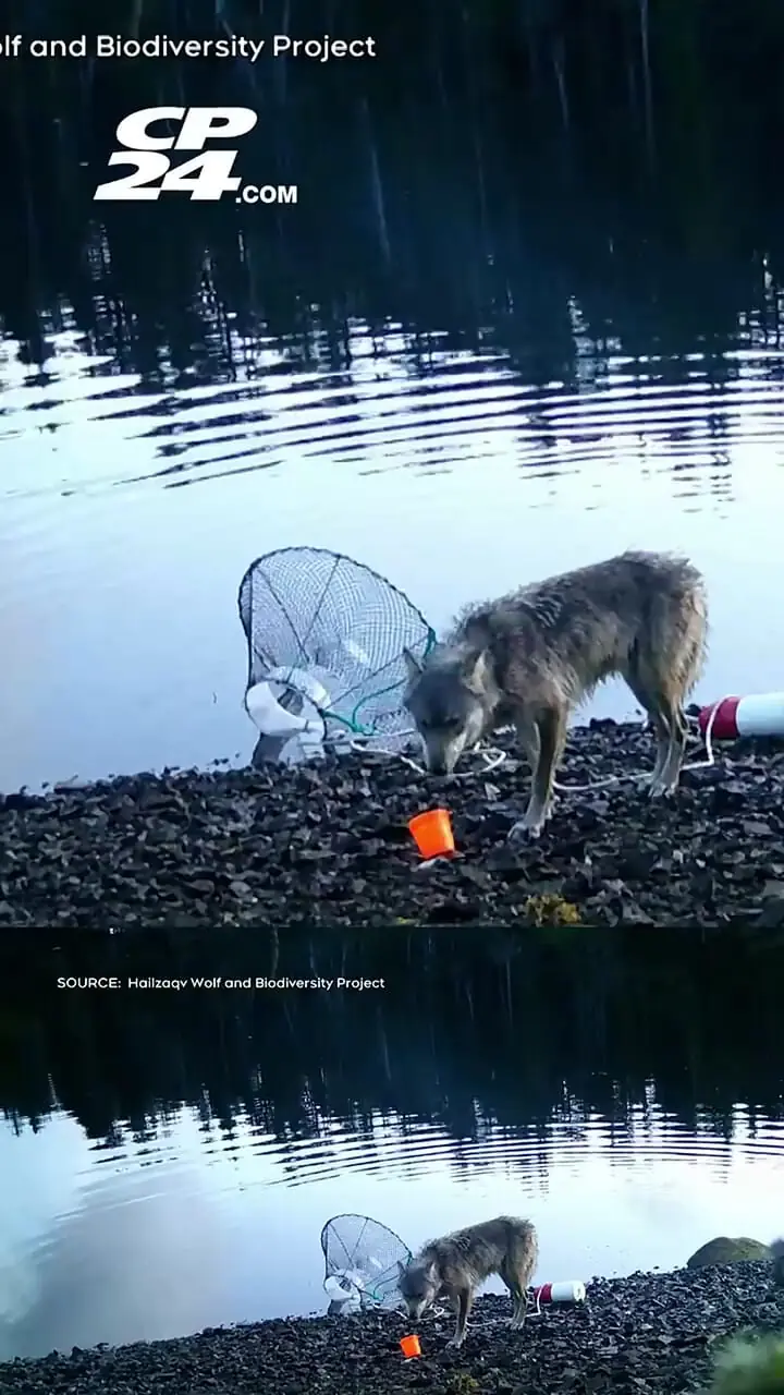 نخستین فیلم ضبط شده از دزدی یک «گرگ»