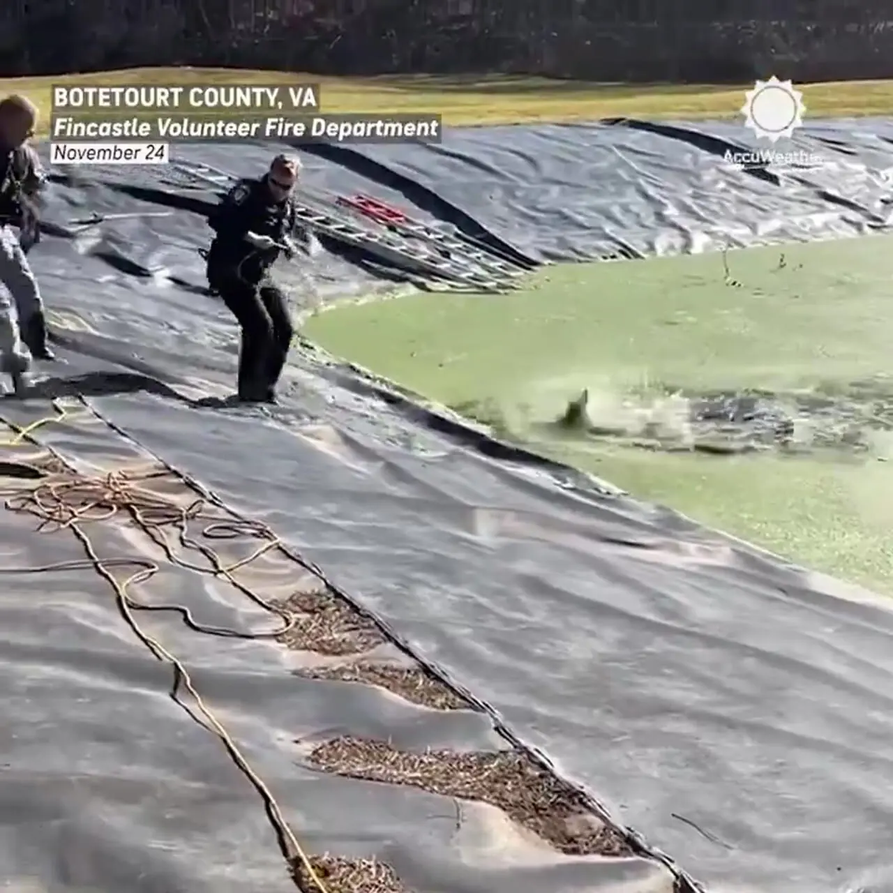 لحظه نجات آهوی سقوط کرده در حوضچه آب