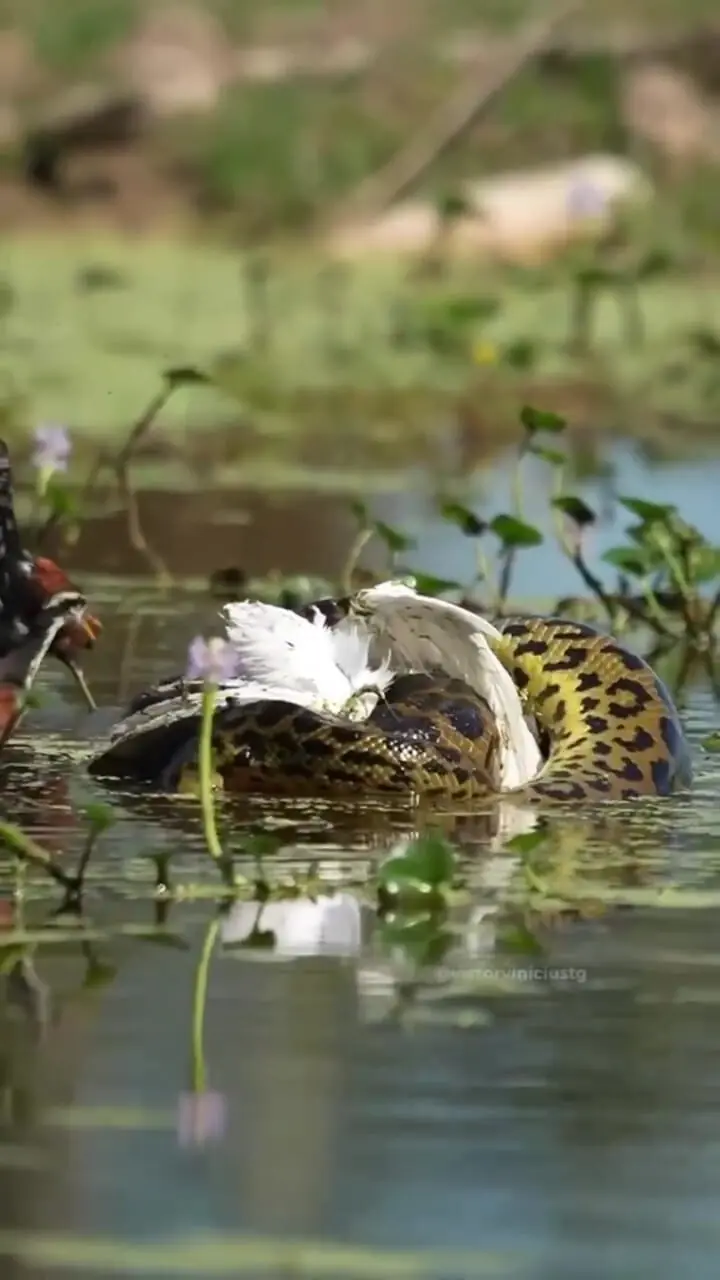 ببینید| شکار حواصیل نگون‌بخت توسط آناکوندای غول‌پیکر