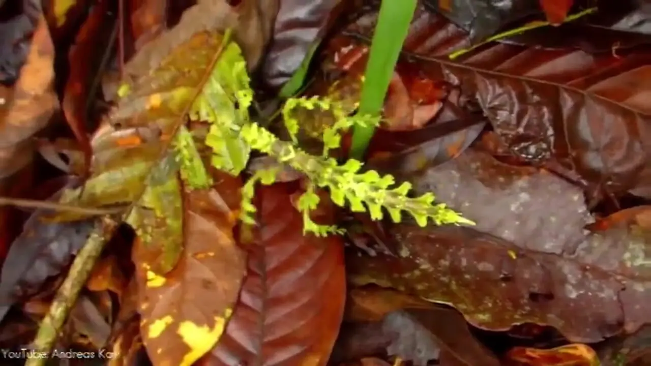 5 گونه از زیباترین حشره های چوبی کشف شده از میان 3000 گونه