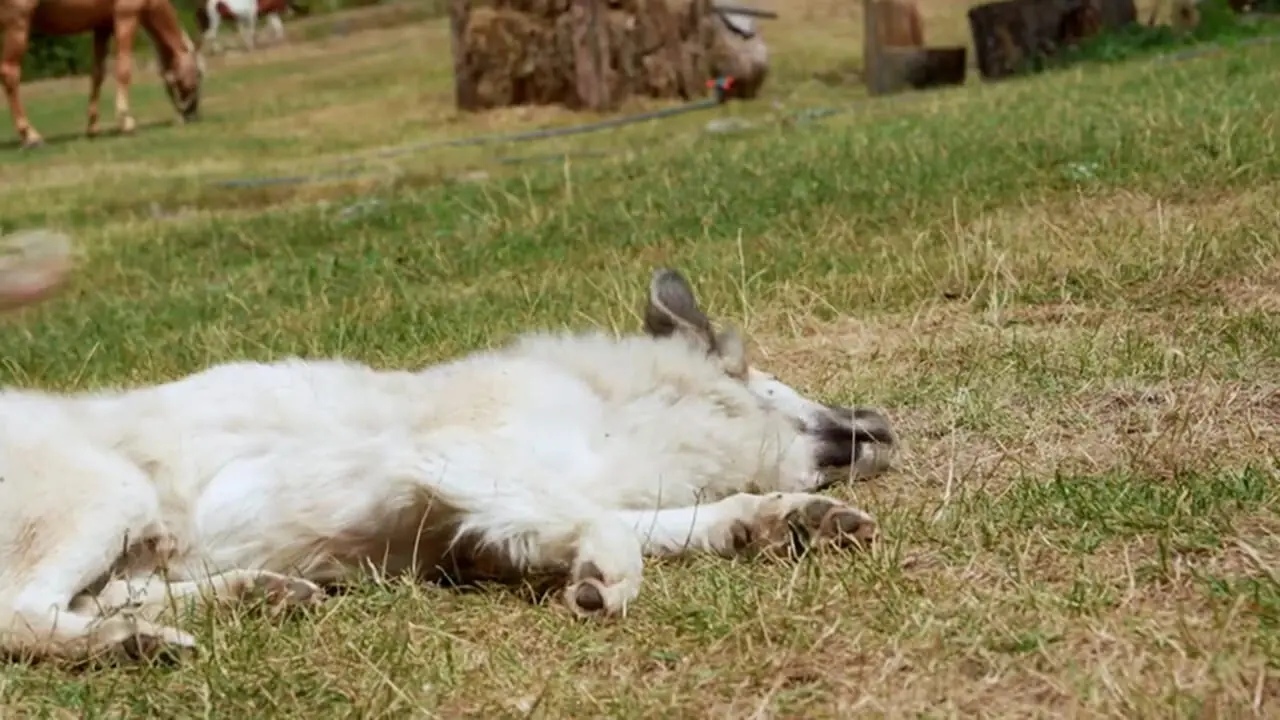 غذای روستایی در آذربایجان؛ تهیه بوقلمون بزرگ شکم پر در روستایی کوهستانی