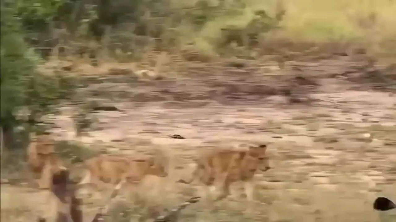 ماده شیری خواب آلود، نزدیک بود زیر پای فیلها له شود!