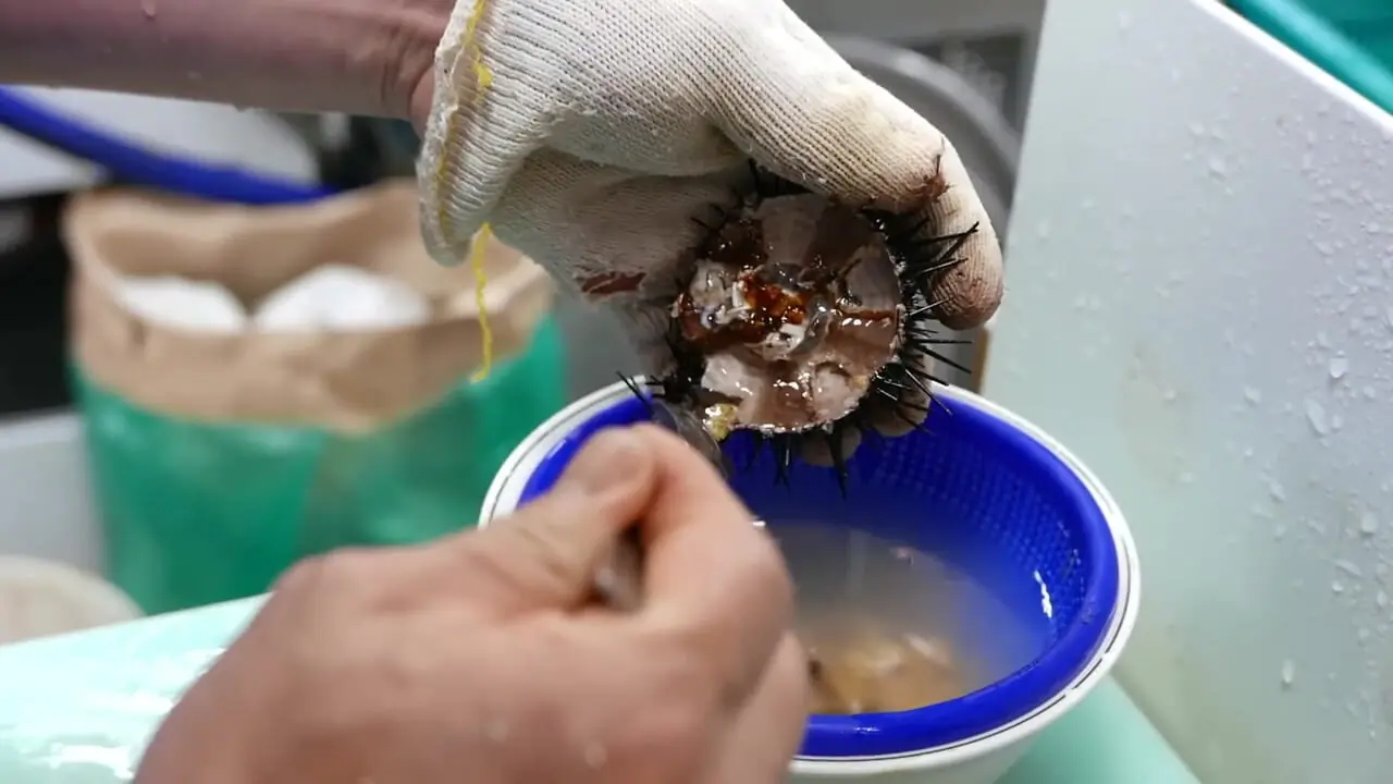 ببینید| غذای خیابانی در کره؛ تهیه ساشیمی با توتیای دریایی در بوسان