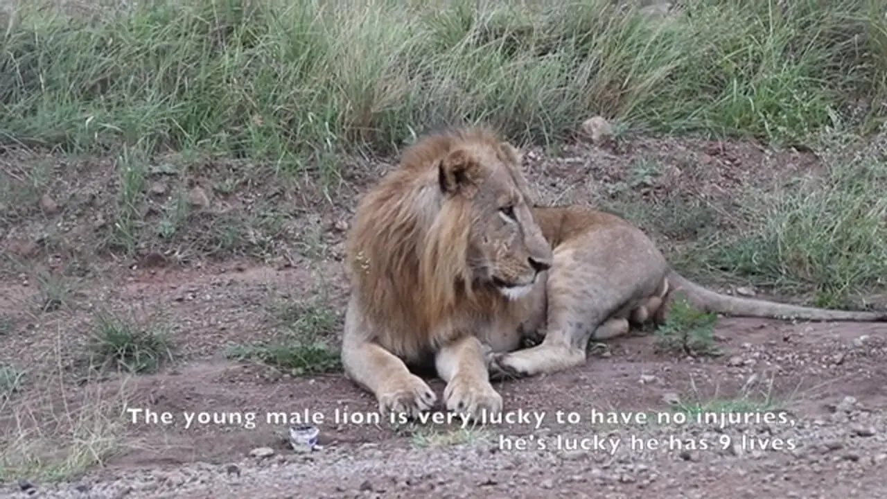 وقتی سلطان جنگل تلاش می کند که مثل پلنگ از درخت بالا برود!