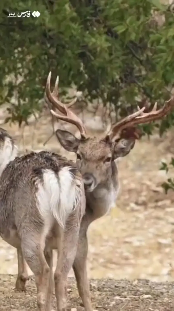 ببینید؛ گوزن‌های زرد ایلام در قلب کوه‌های زاگرس