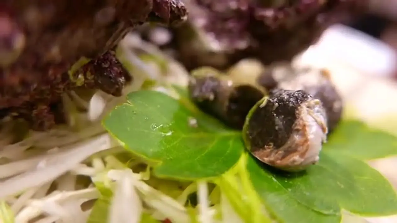 غذای خیابانی در ژاپن؛ کباب و ساشیمی با حلزون توربان در اوکیناوا