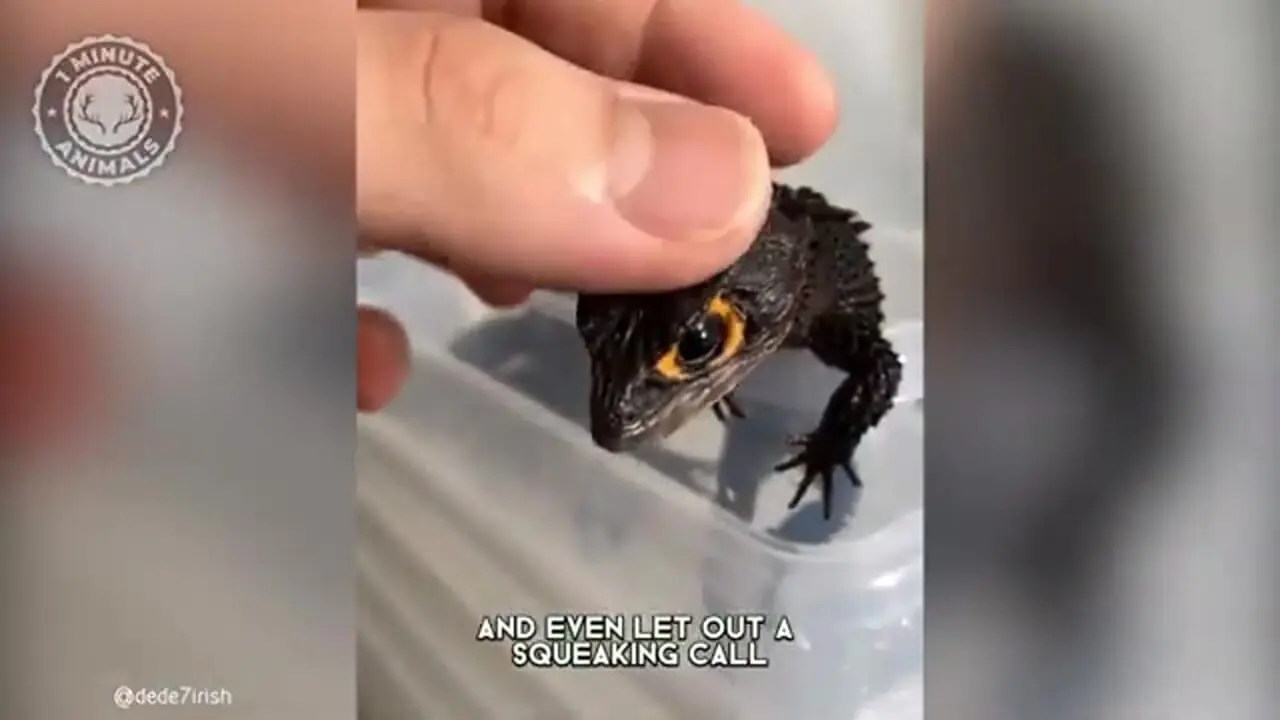 سقنقور تمساحی چشم قرمز؛ مارمولکی شبیه اژدها با چشمانی قرمز!