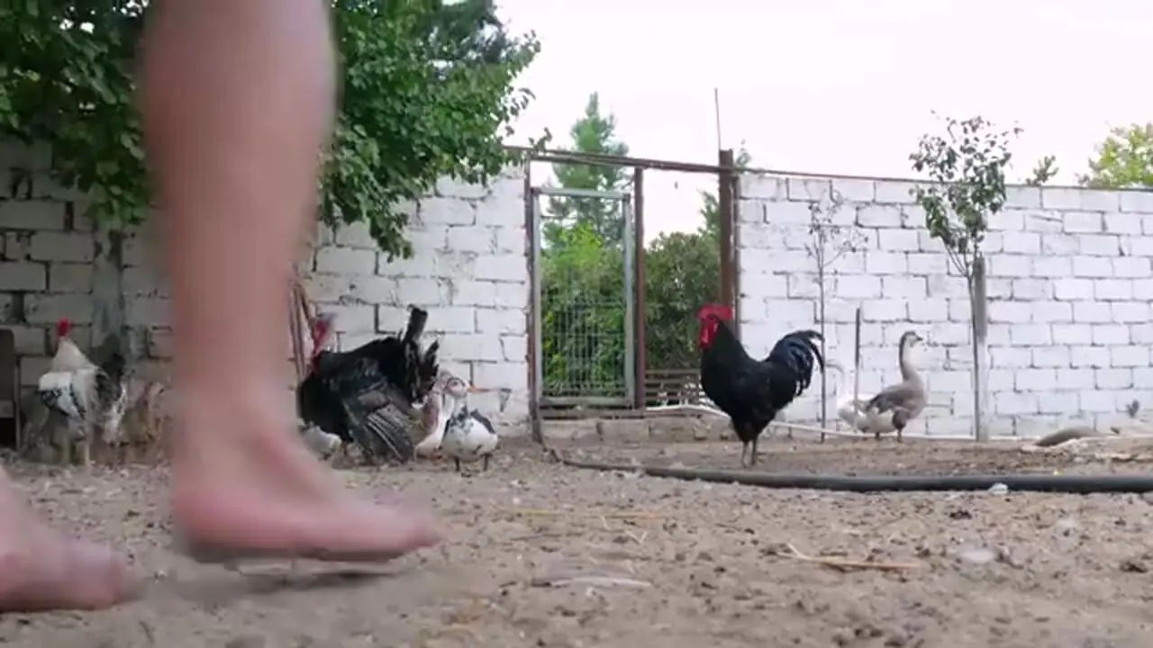 غذای روستایی در آذربایجان؛ کباب ماهی قزل آلا در تنور زیر زمینی