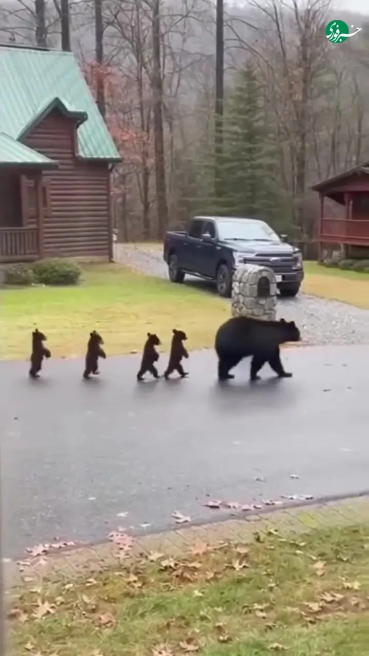 ببینید؛ راه رفتن جالب بچه خرسها روی دو پا
