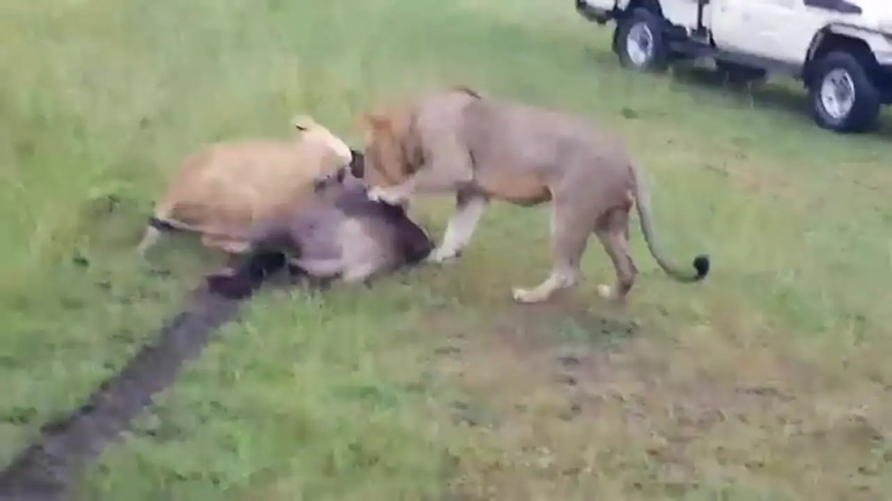 وقتی «شیرها» به «کفتارها» درس شکار کردن می دهند!