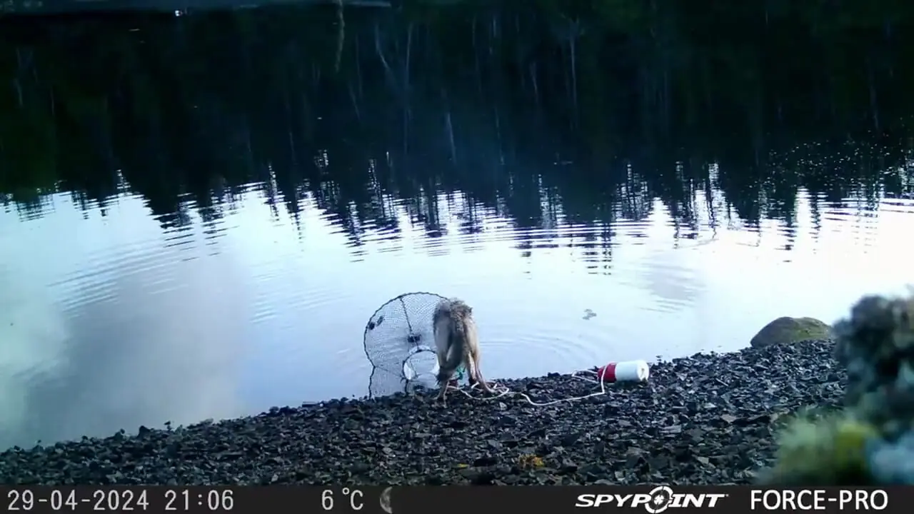 ببینید؛ هوش عجیب یک گرگ که جهان را به حیرت انداخت