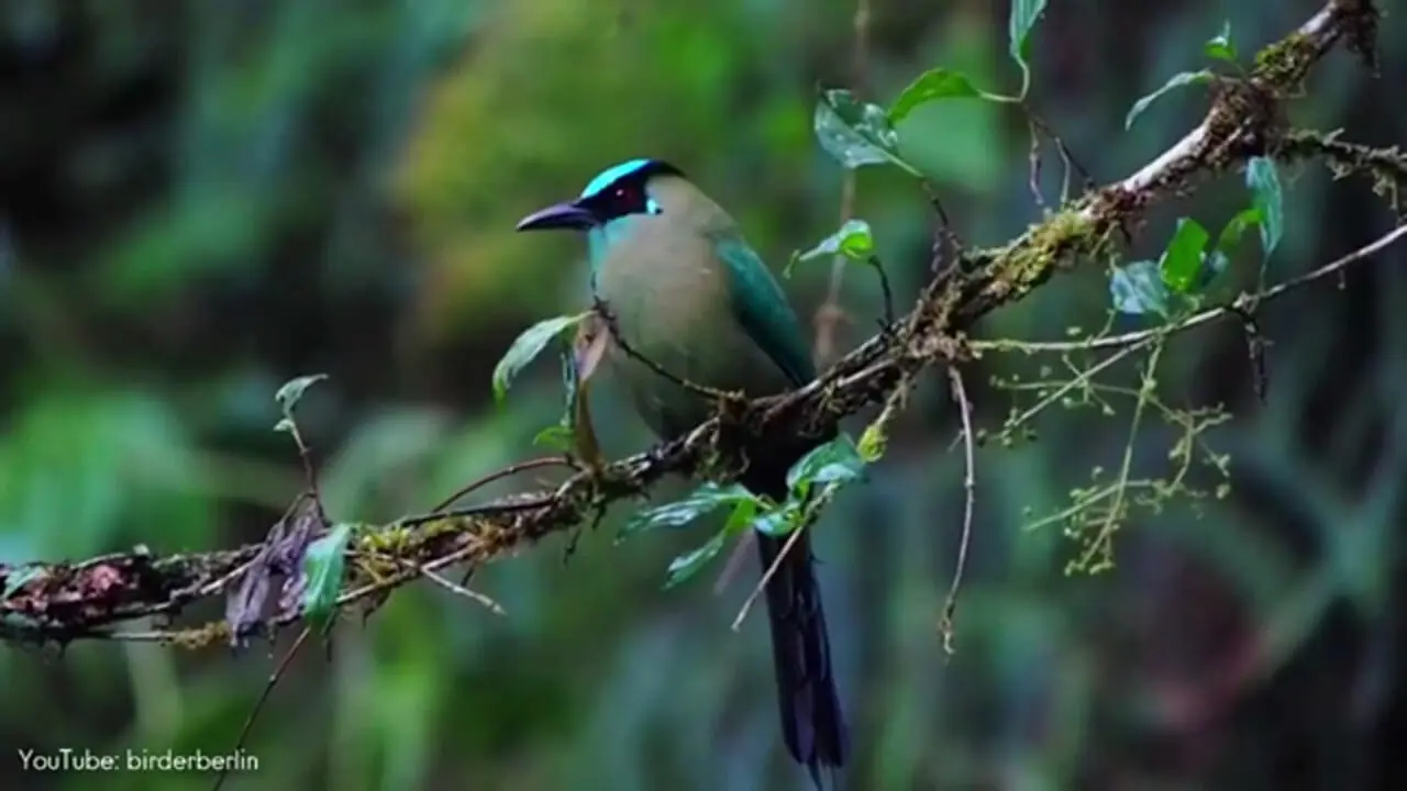 5 گونه از زیباترین پرنده های موت‌موت کمیاب در سراسر جهان