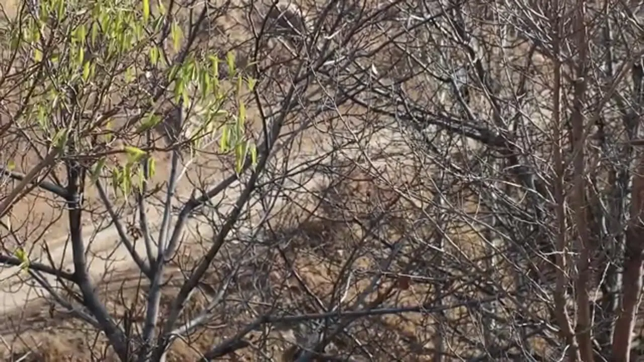 ببینید| غذای روستایی در ایران؛ پخت نخود پلو با گوشت در روستایی کوهستانی