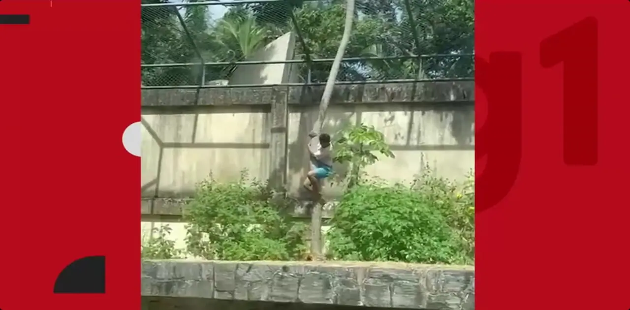 ببینید؛ تصاویر دلخراش از حمله مرگبار شیر ماده به پسر ۱۹ ساله در برزیل