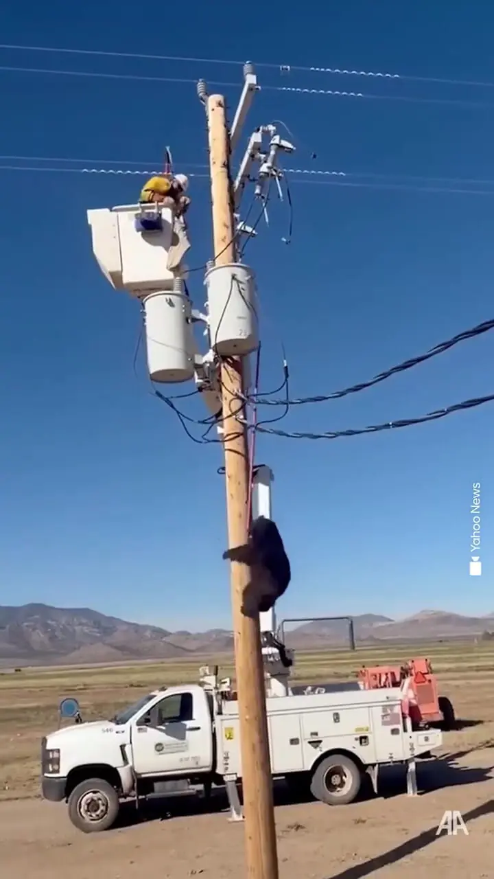 ببینید؛ لحظه نجات خرس بازیگوش از خطر برق‌گرفتگی