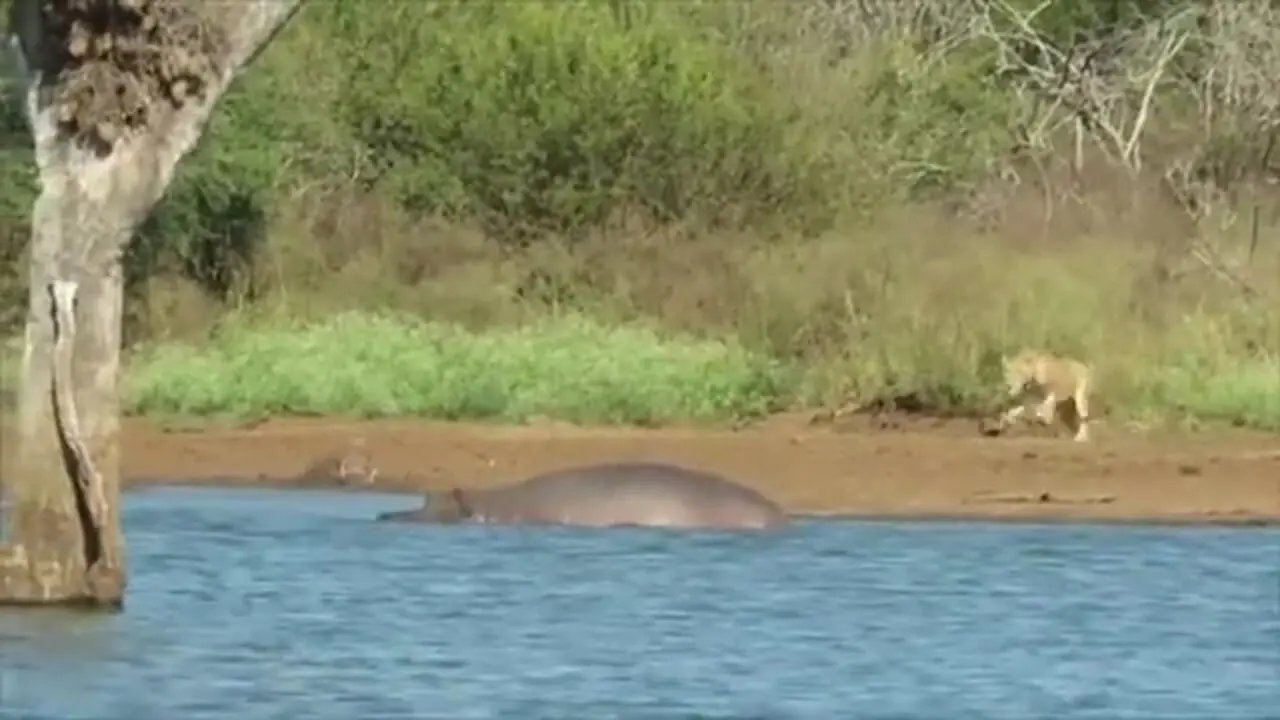 «شیر گرسنه» حمام گِل یک «گراز وحشی» را خراب کرد!
