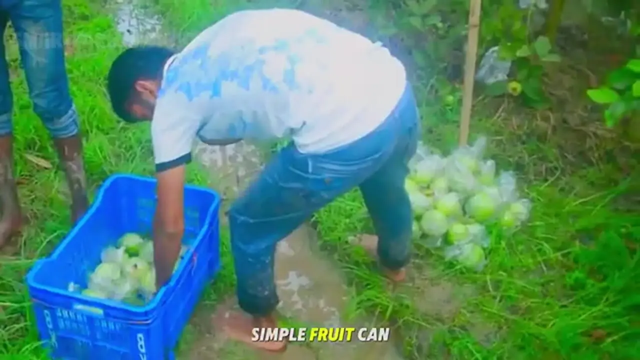 چگونه کشاورزان تایوانی هزاران تن گواوا را برداشت می کنند؟