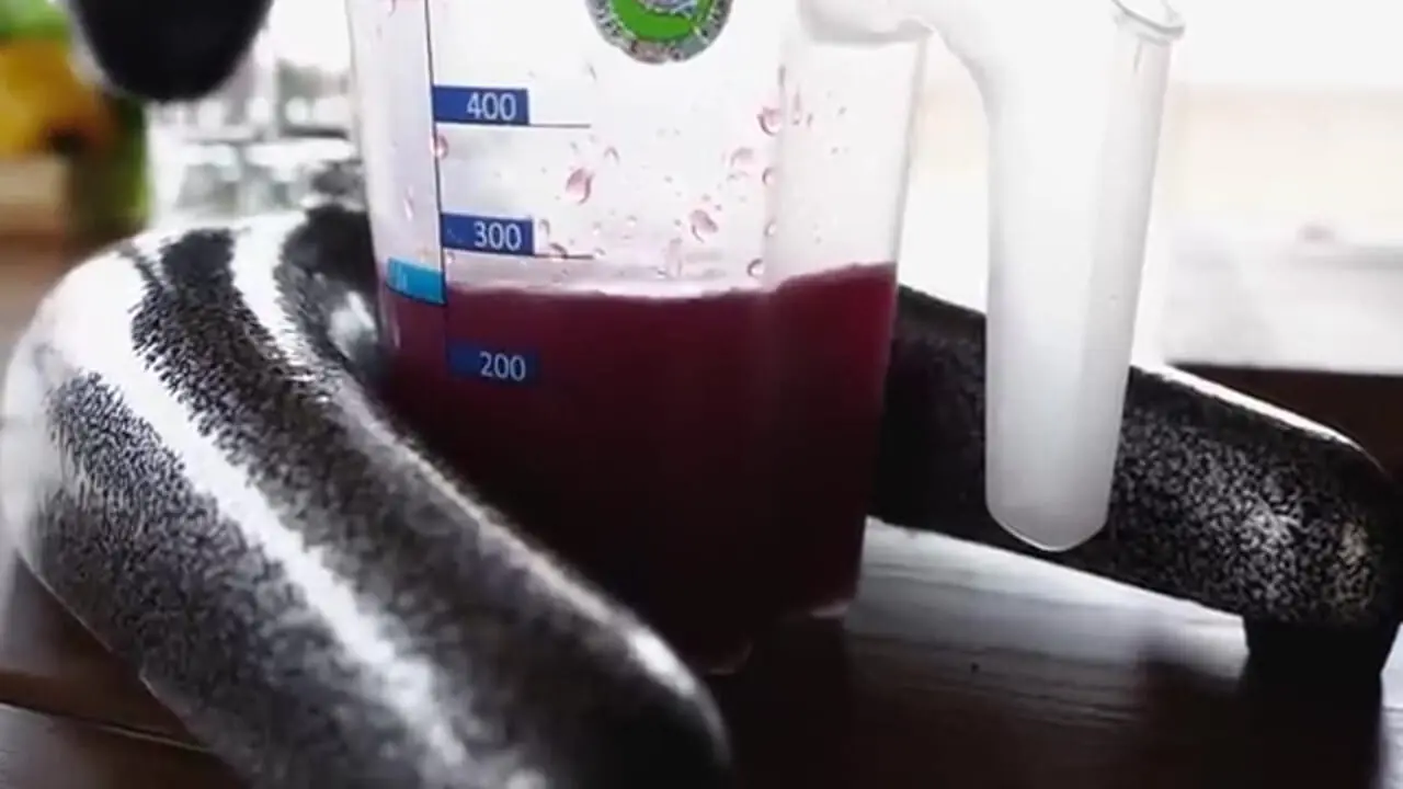 غذای روستایی در روسیه؛ کباب یک ماهی خاویاری بزرگ در تنور