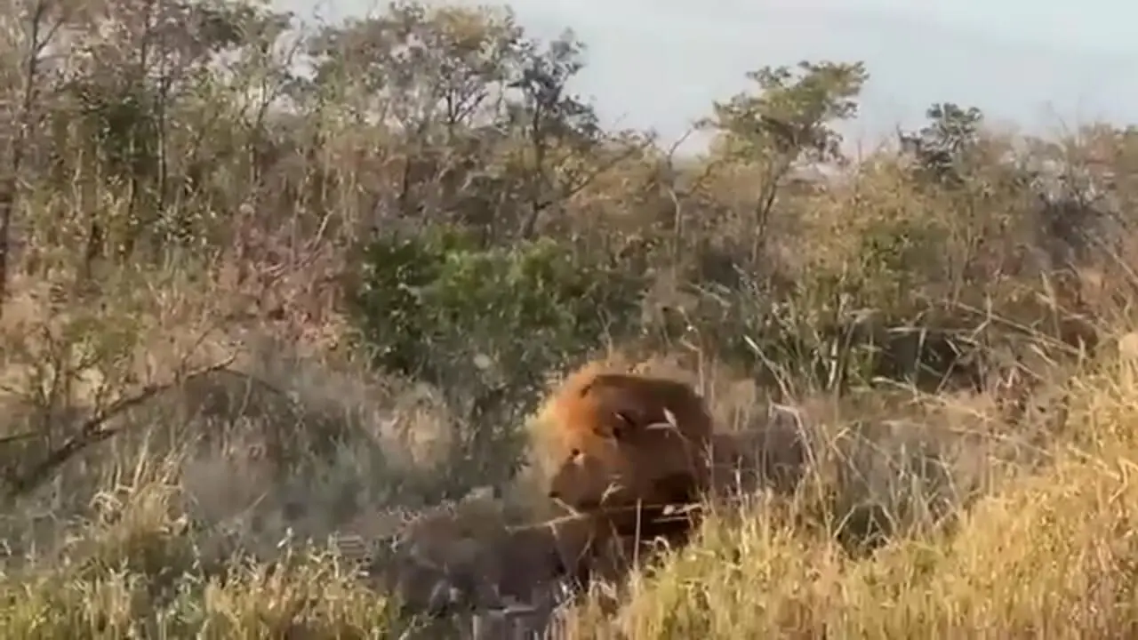 وقتی پلنگ می خواهد گراز را شکار کند، اما خودش توسط شیر شکار می شود!