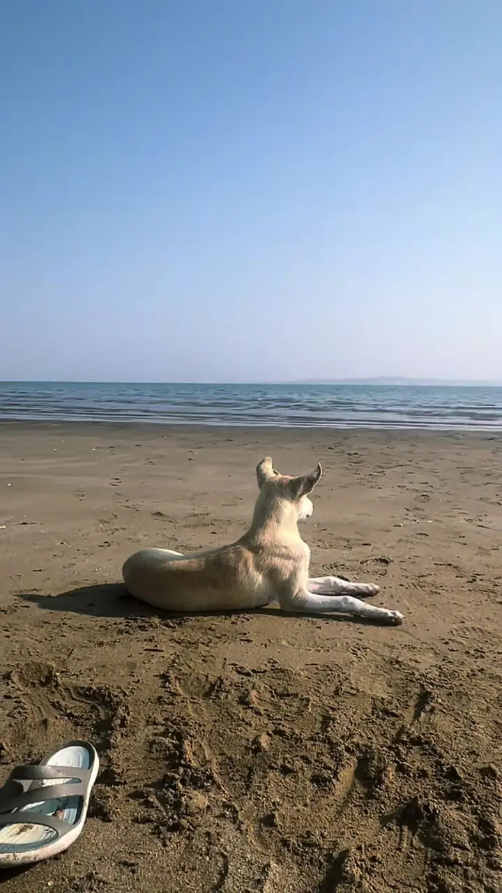 ببینید؛ تیپ ساحلی بهنوش طباطبایی در جنوب جلب‌توجه کرد