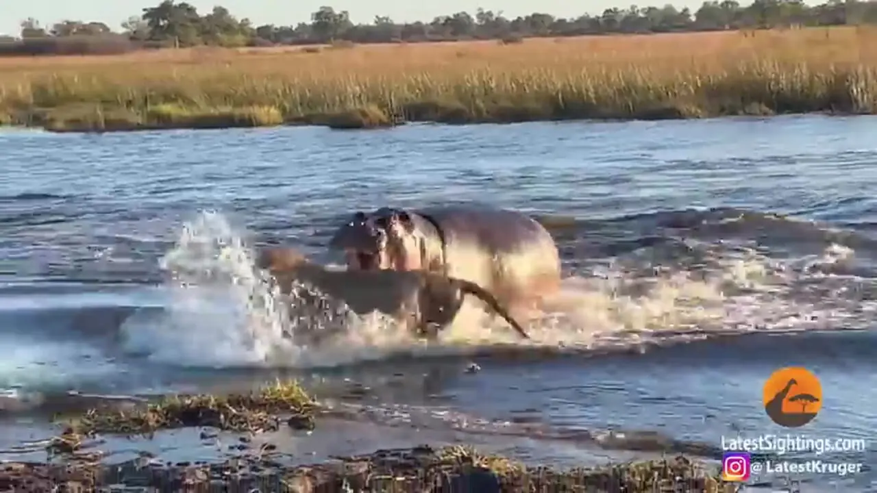 ببینید| حمله وحشیانه «اسب آبی» به «شیرهای نر» در حال عبور از رودخانه!