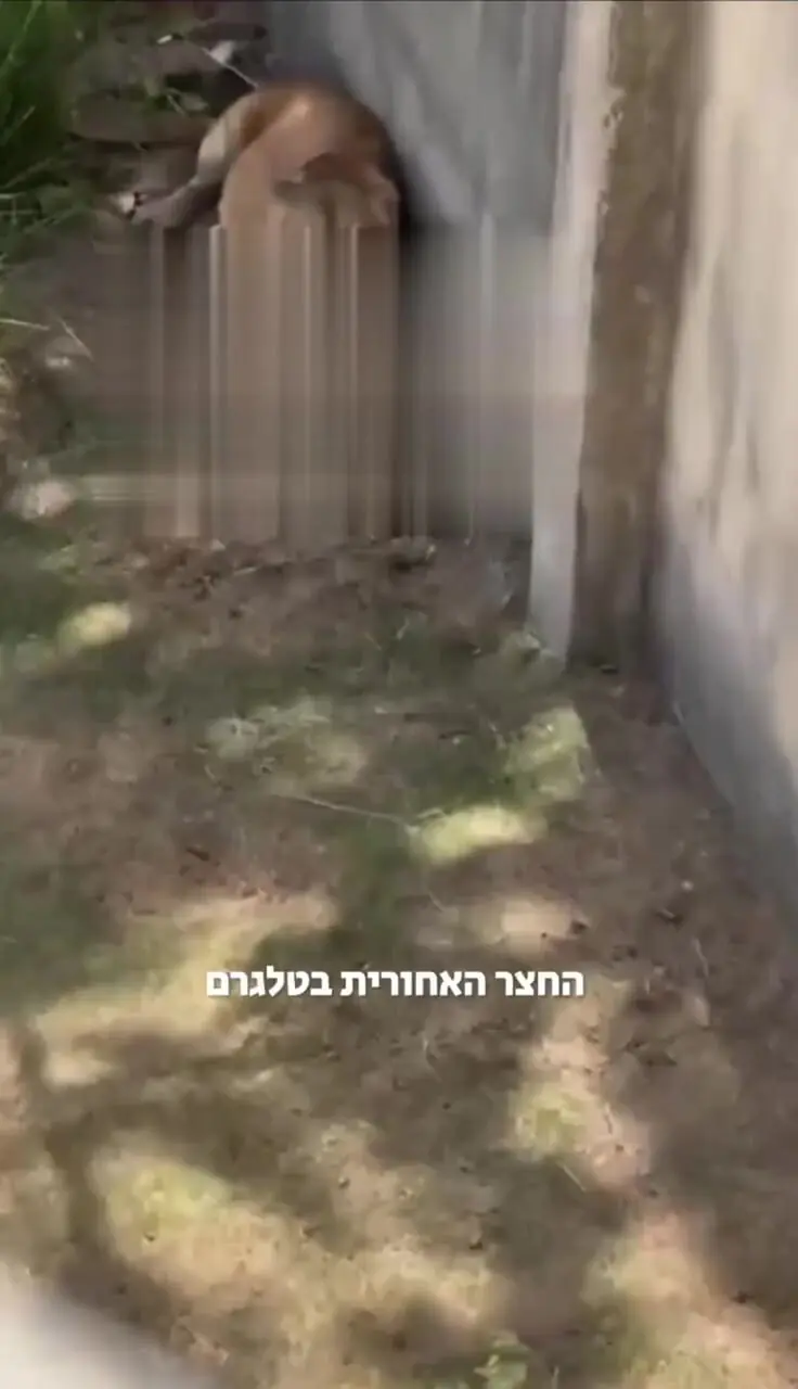 ببینید؛ فیلم تکان‌دهنده از نوجوانی که خوراک شیرهای گرسنه شد؛ ورود مرگبار به داخل قفس که همه را حیرت زده کرد