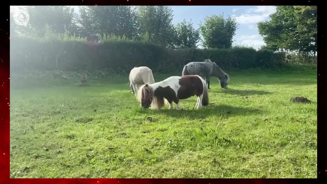 ببینید؛ کوچک‌ترین و با نمک ترین اسب جهان