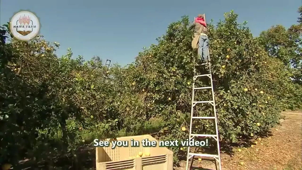 ببینید| چگونه میلیون ها گیاه کنجاک در ژاپن برداشت شده و به اسفنج تبدیل می‌شود؟